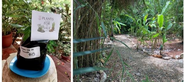 Apoya a MUREM comprando una bonita planta.